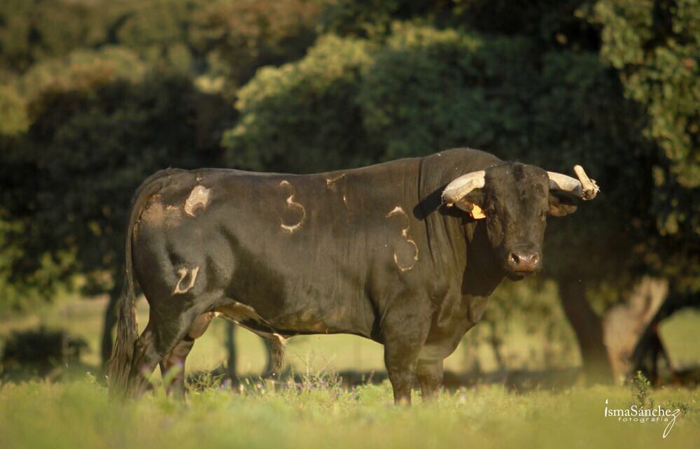 Toros de Loreto Charro para la corrida de Segovia día 29 Junio para <a href="/infoCastella/">Castella Oficial</a> <a href="/PrensALSimon/">Prensa A.López Simón</a> y Michellito. Retransmitida por <a href="/TauroCast_/">TauroCast</a>