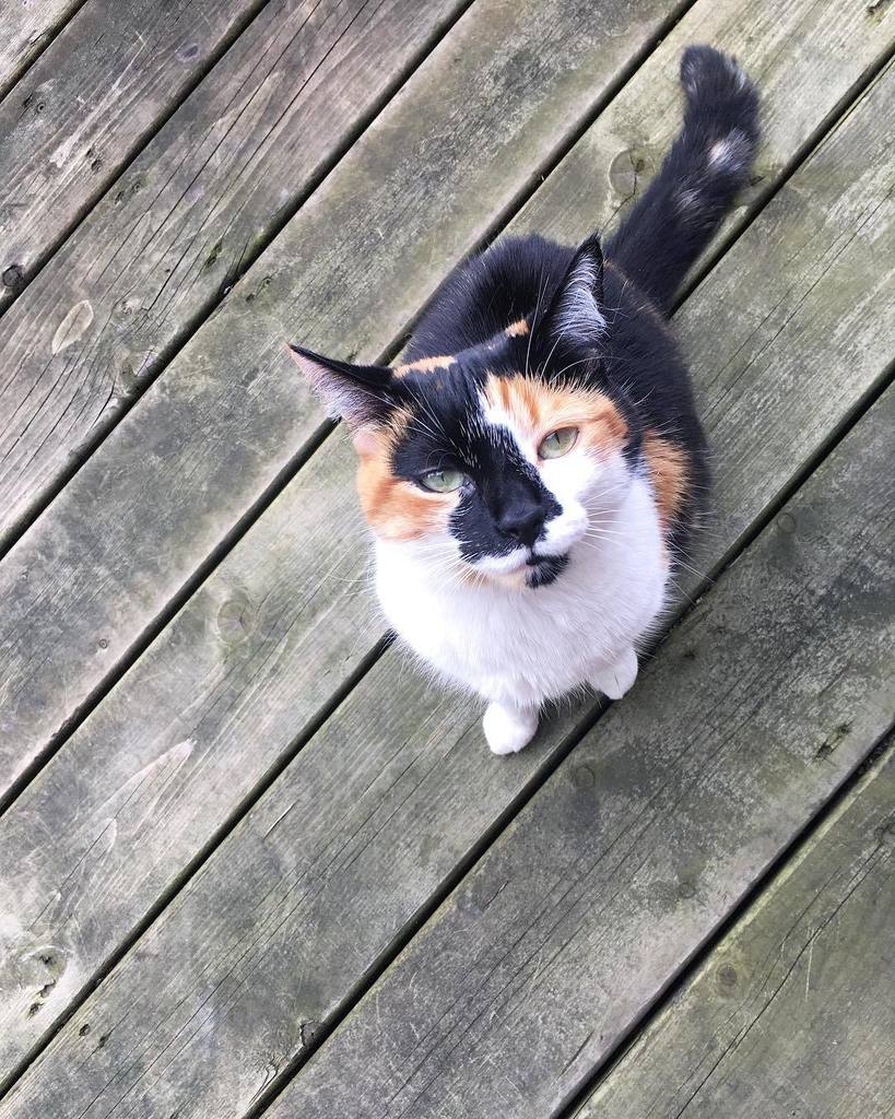 salinajane's tweet photo. All my coworkers are cats. Today, Frankie 💕#catcoworkers #finallyfriends https://t.co/PWD2mC9MEs https://t.co/NuIUi6YssY