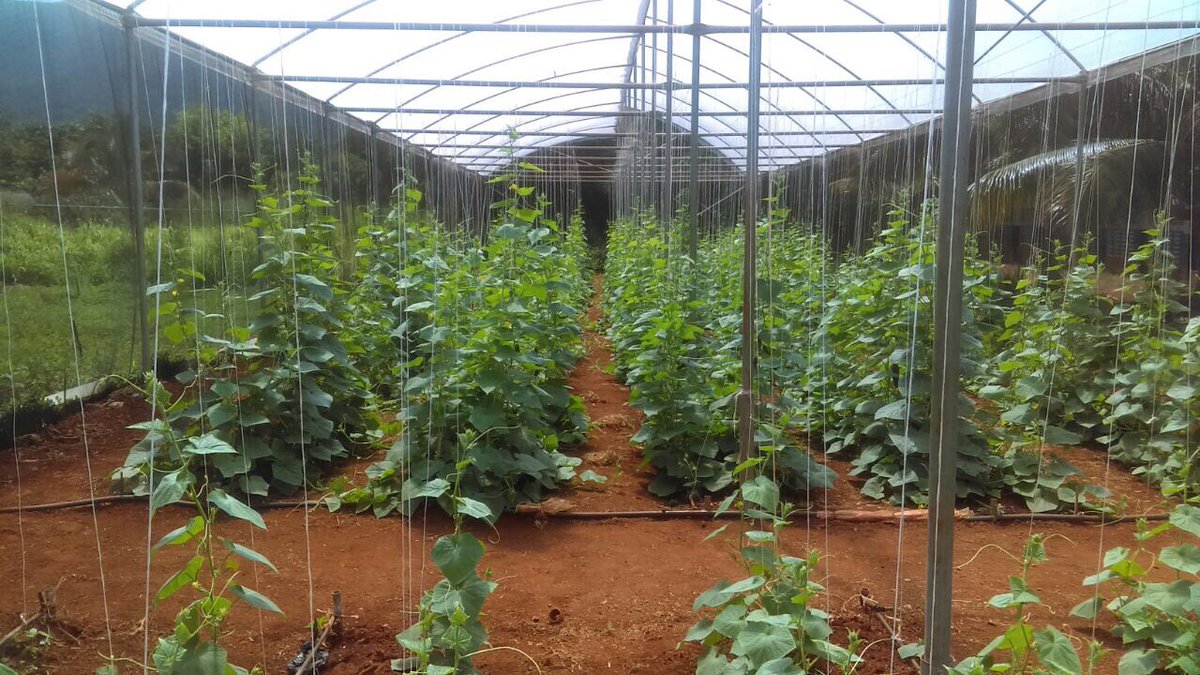 tkmsingh's tweet photo. Crop in Our GreenHouse #NewForestPrimaryAndInfant #ArnaldoAllen #Leadership @novia_ramsay @burrellesther1 🙌🏾🙌🏾 https://t.co/ywQcvEadiq