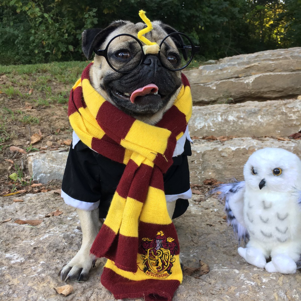 .<a href="/jk_rowling/">J.K. Rowling</a> Thank u for the magic u have given the world. Harry Pugger is ur biggest fan ⚡️ #harrypotter20