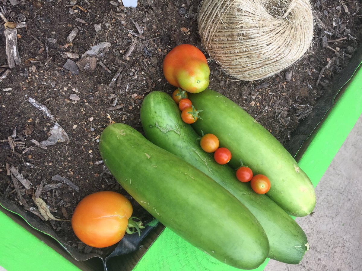WalzemYA's tweet photo. I think cucumber &amp; tomato salad for our kids today! https://t.co/sSY5F7UMjt
