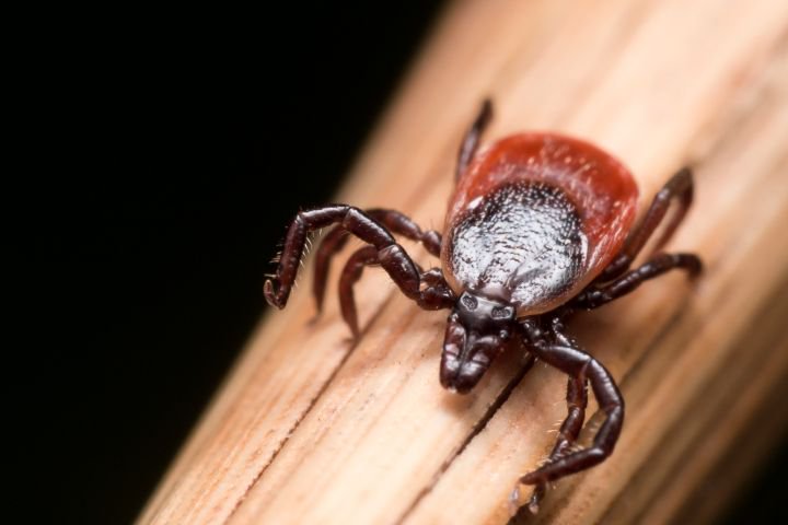 AHS_Think12's tweet image. Health Officials warn ticks could reach highest #s ever this summer. The same factors apply to mosquito populations! buff.ly/2t1a6rg