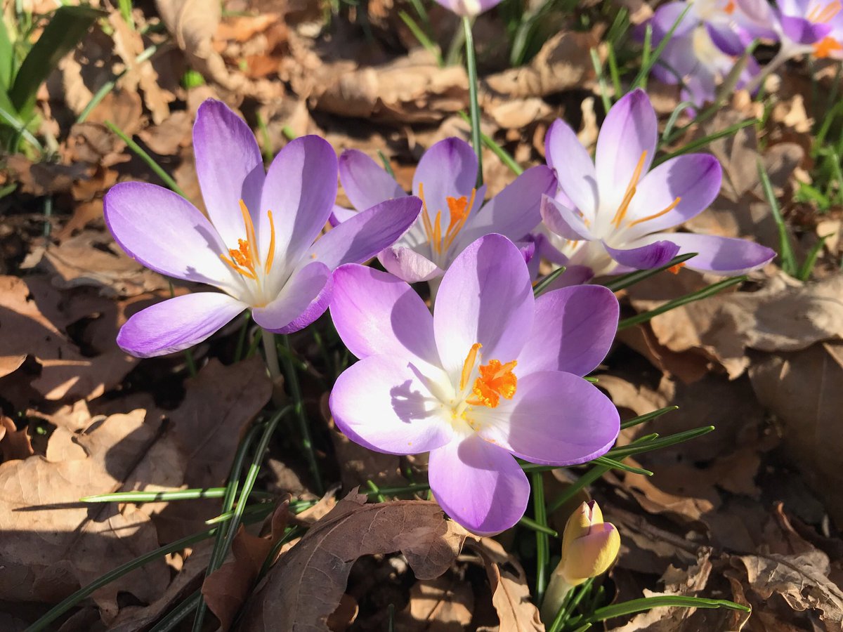 TexanInOz's tweet photo. The #SpringBulbs Crocus tommasinianus are popping up in the lawns @BlueMtnsBG like tiny stars on a sky of green #Iridaceae #ILoveBulbs https://t.co/FFOHGuVAnH