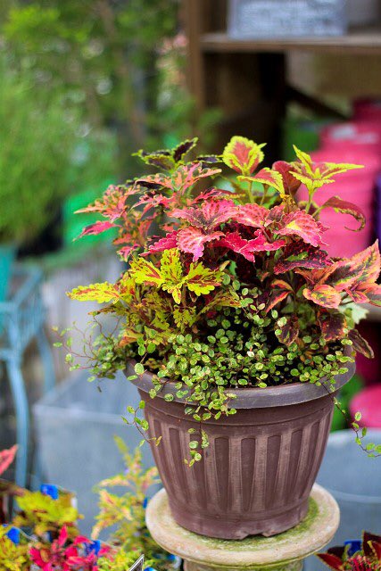 ライフ エコ リーフの寄せ植え コリウス ときめきリンダ苗 3寸 2 寄せ植え ガーデニング 園芸 コリウス コリウスときめきリンダ ときめきリンダ オニヅカバイオシステム かわいい植物