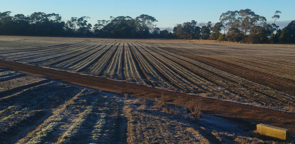 zapzap77's tweet photo. -5 this morning #snapfrozen #carrots #seed #sps #bloodyfreezing #famingtas #brrr #farmlife #winter2017 https://t.co/iyfVvnT0XX