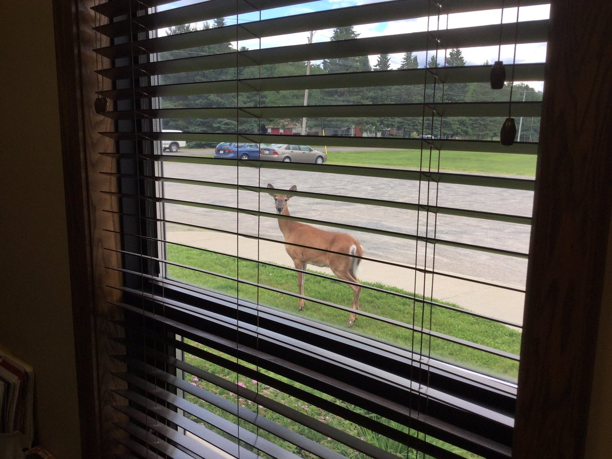 CourteousCanuck's tweet photo. A special guest arrived outside my office @RiversideBCH during #SermonPrep today. 😃🦌 #FirstTimeGuest #SheMissedTheSundayService #Muskoka https://t.co/mF3mOoJwUd