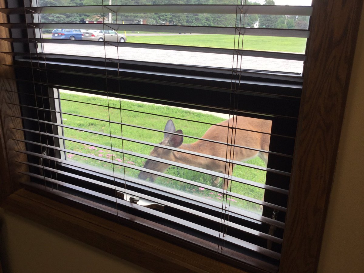 CourteousCanuck's tweet photo. A special guest arrived outside my office @RiversideBCH during #SermonPrep today. 😃🦌 #FirstTimeGuest #SheMissedTheSundayService #Muskoka https://t.co/mF3mOoJwUd