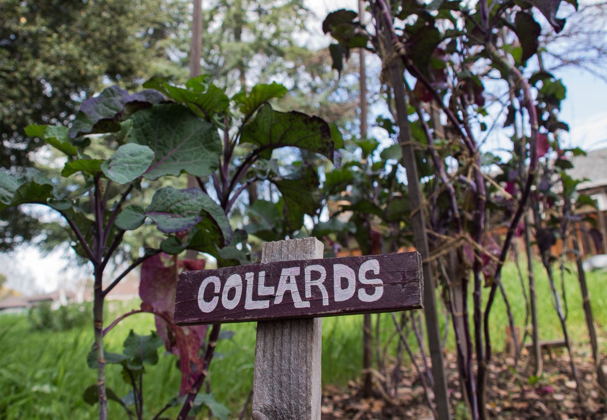 Only two weeks left until our annual Edible Garden Tour! This year, our sites are centrally located to allow for more garden visits.