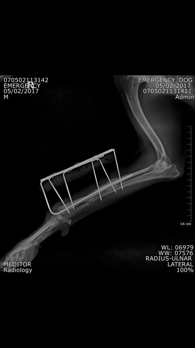 RadmediX's tweet photo. We love when our clients share their #Acuity #flatpaneldr images with us! Here is post op patient from a #veterinary client! https://t.co/O8Iy4hiTAQ