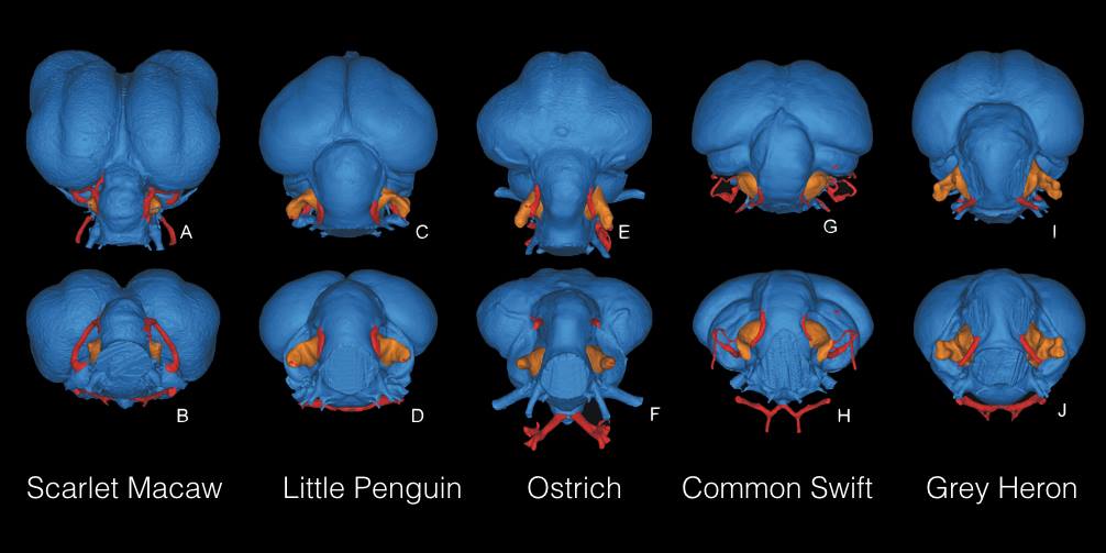 Palaeocast's tweet photo. Blog: The Significance of the Flocculus in Archosauria 
by Chris Barker
https://t.co/S49YKTyFxQ
Image: Walsh et al. 2013. https://t.co/LSIKgNW8I8