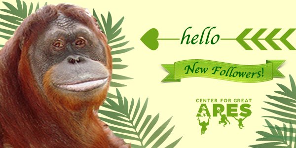CenterForGreatApes (@cfga) on Twitter photo Thank you for following! @KevinDMarsh <a href="/BucklesandBulls/">Buckles and Bulls Brands Inc.</a> <a href="/GmailNanci/">Nancysc</a> <a href="/FiMackay/">Fiona MacKay</a> @KykNoord_ <a href="/NatureCapturer/">Nature Capturer</a> Thank you for following! @KevinDMarsh <a href="/BucklesandBulls/">Buckles and Bulls Brands Inc.</a> <a href="/GmailNanci/">Nancysc</a> <a href="/FiMackay/">Fiona MacKay</a> @KykNoord_ <a href="/NatureCapturer/">Nature Capturer</a>