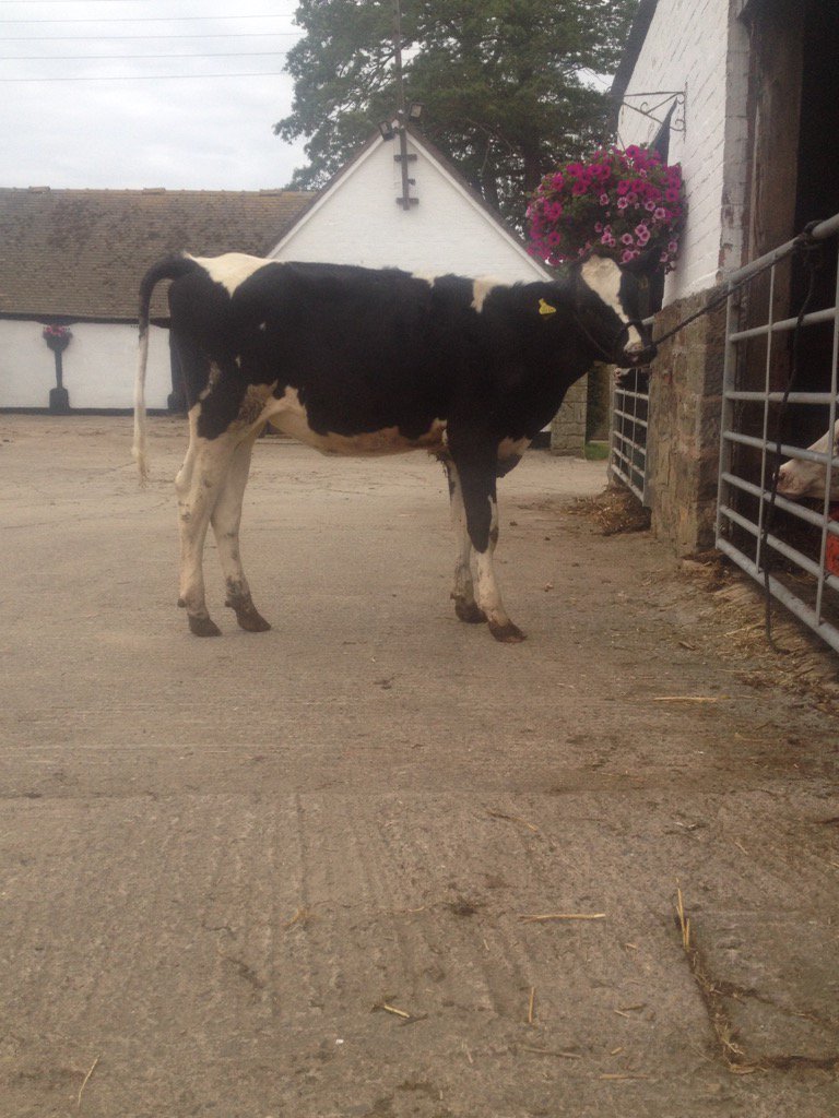 Ryann_Raisinhol's tweet photo. Afterburner Queen sells lot 40 Spotlight sale 6th July @GTHDairy @andyclem https://t.co/gUAkwTwfG9