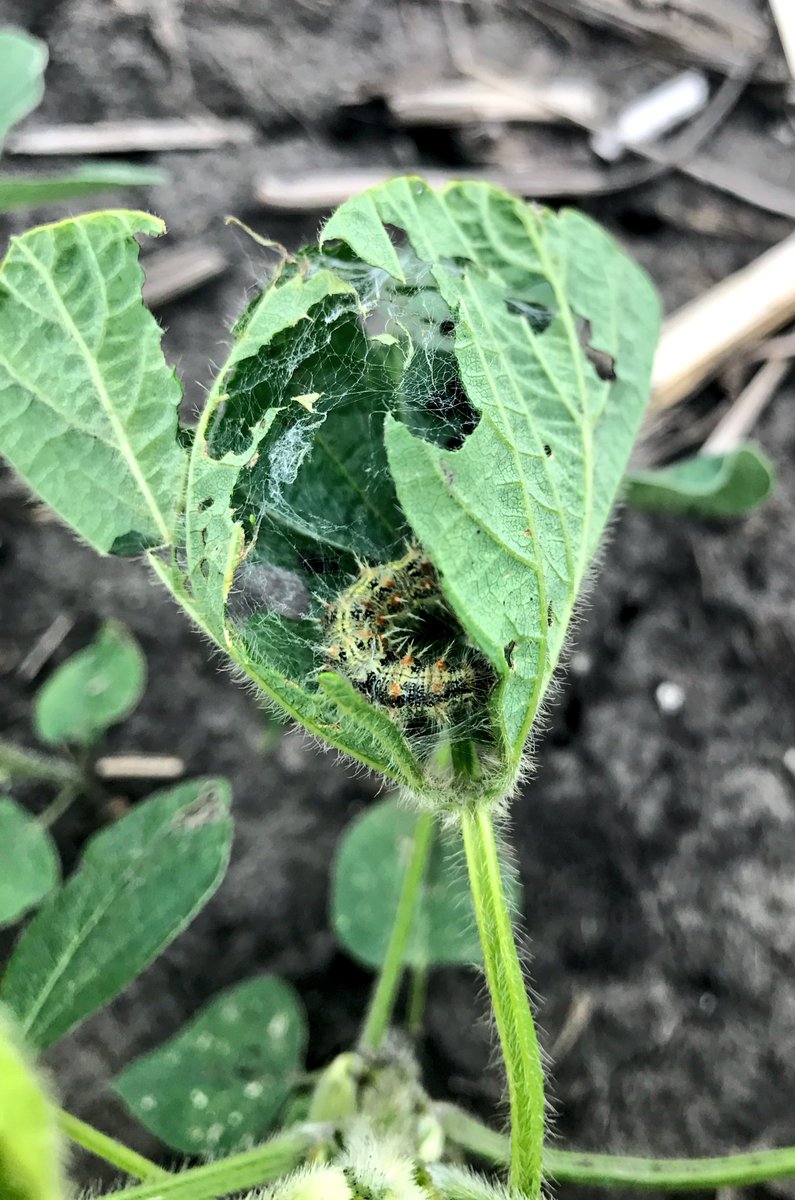 Thistle caterpillar in soybeans.  Below threshold in this field in Henderson Co. IL.