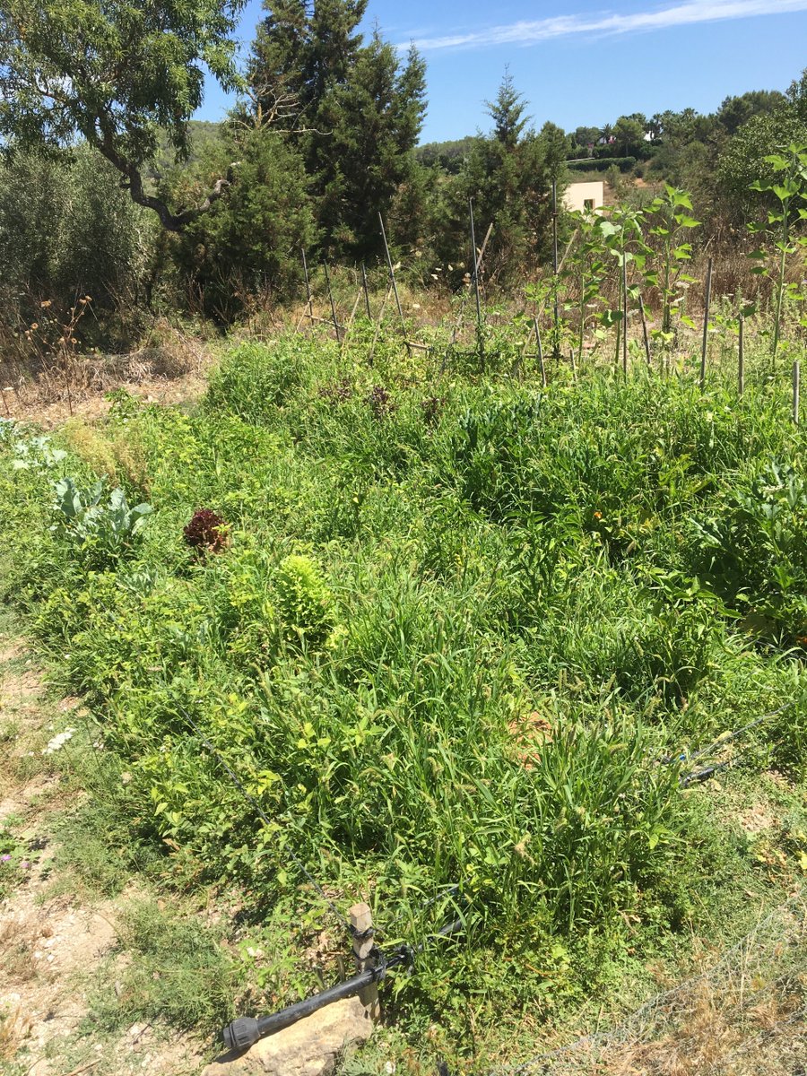 eileenschuch's tweet photo. Country lunch at Isabel's ๐ฟ๐ธ๐ #isacosmetics #ibizasoftensage #naturalcosmetics #handmade #beagain #ibizaretreat #ibiza https://t.co/hJuqNcn7pD