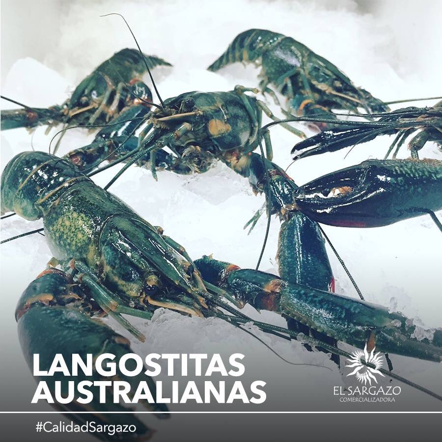 El Sargazo tweet media