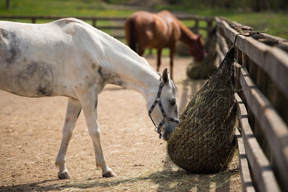 ColicCrusade's tweet photo. Read our new blog post covering proper diet for horses.  #EquineColicAwarenessMonth  https://t.co/VOzqlkXV3j https://t.co/KOETAMrQKG