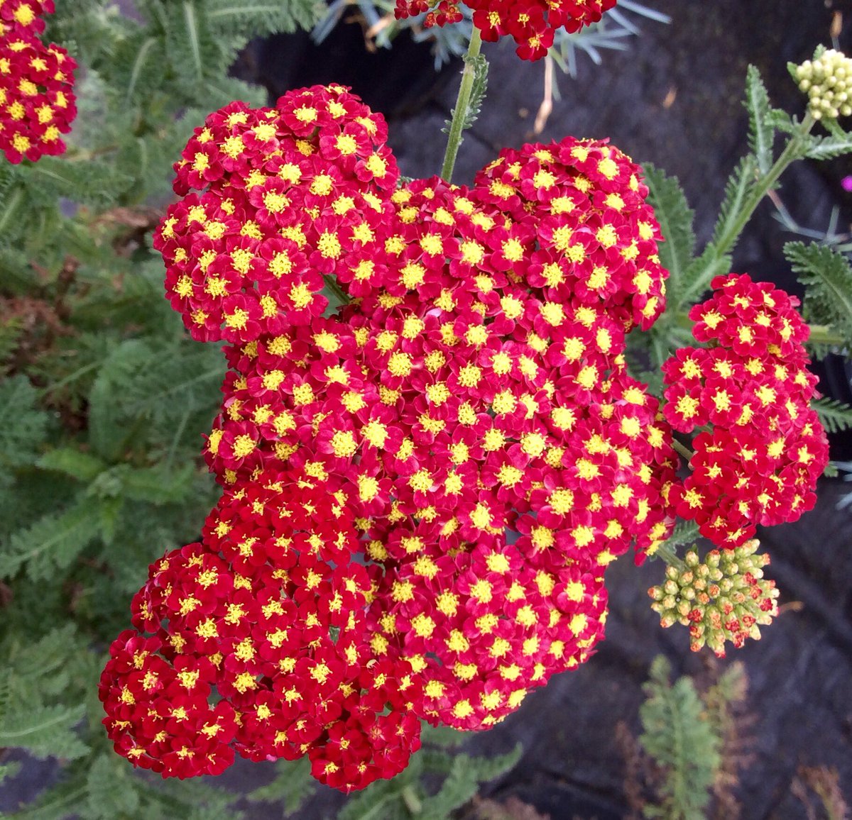 dp_PLANTS's tweet photo. Strawberry Seduction Yarrow! Perfect as a backdrop in a perennial bed #destinationplants #yarrow https://t.co/d0pqkIOhzu