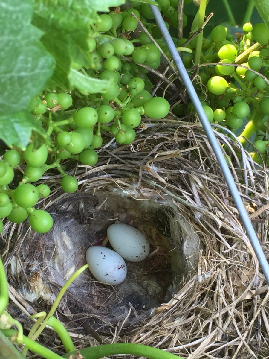 ColetteBonnet's tweet photo. le palissage est terminé sous un soleil torride et nous avons fait de belles rencontres humaines et animalière. ça sent les vacances !!! https://t.co/W3mlqcPtc4