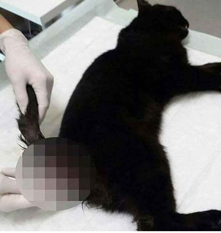 Evet arkadaslar bu gördüğünüz bir sadece yavru bir kedi 
Gece sokaktan geçtiği icin tecavuze ugradi ?