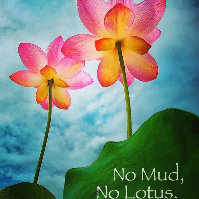 ChristieAnnZen's tweet photo. #theothersideoffear #georgeaddair #lovingkindness #safefromdangers #healthyinbodyandmind #findpeace #betrulyhappy #nomudnolotus #lotusflower https://t.co/rjouLI7rEc