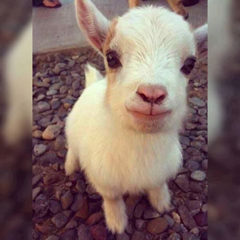 LikeGoatsDaily's tweet photo. I need a baby goat in my life.. https://t.co/ok1FGaXxr5