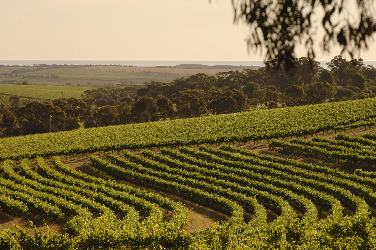 Quintessential Wines tweet media