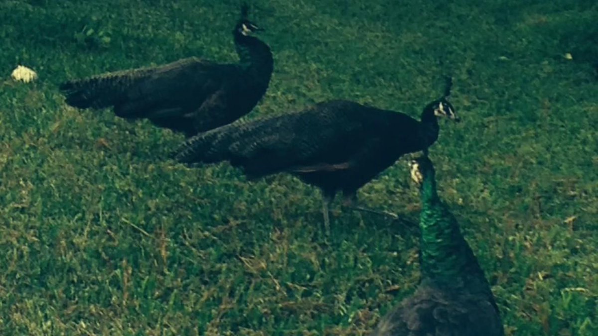 GladlyHOA's tweet photo. Peacocks evicted by the HOA. Some residents not happy about the eviction. #endpeacockhomelessness https://t.co/h4gH5i7Mub via @ABC13Houston https://t.co/LFb3NfLgKc