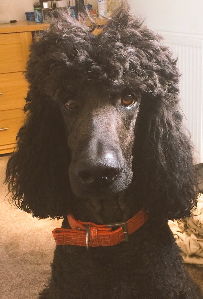 Lindsaypark453's tweet photo. puppy eyes overload 🐶❤️ #favee https://t.co/y8jKiJErDq