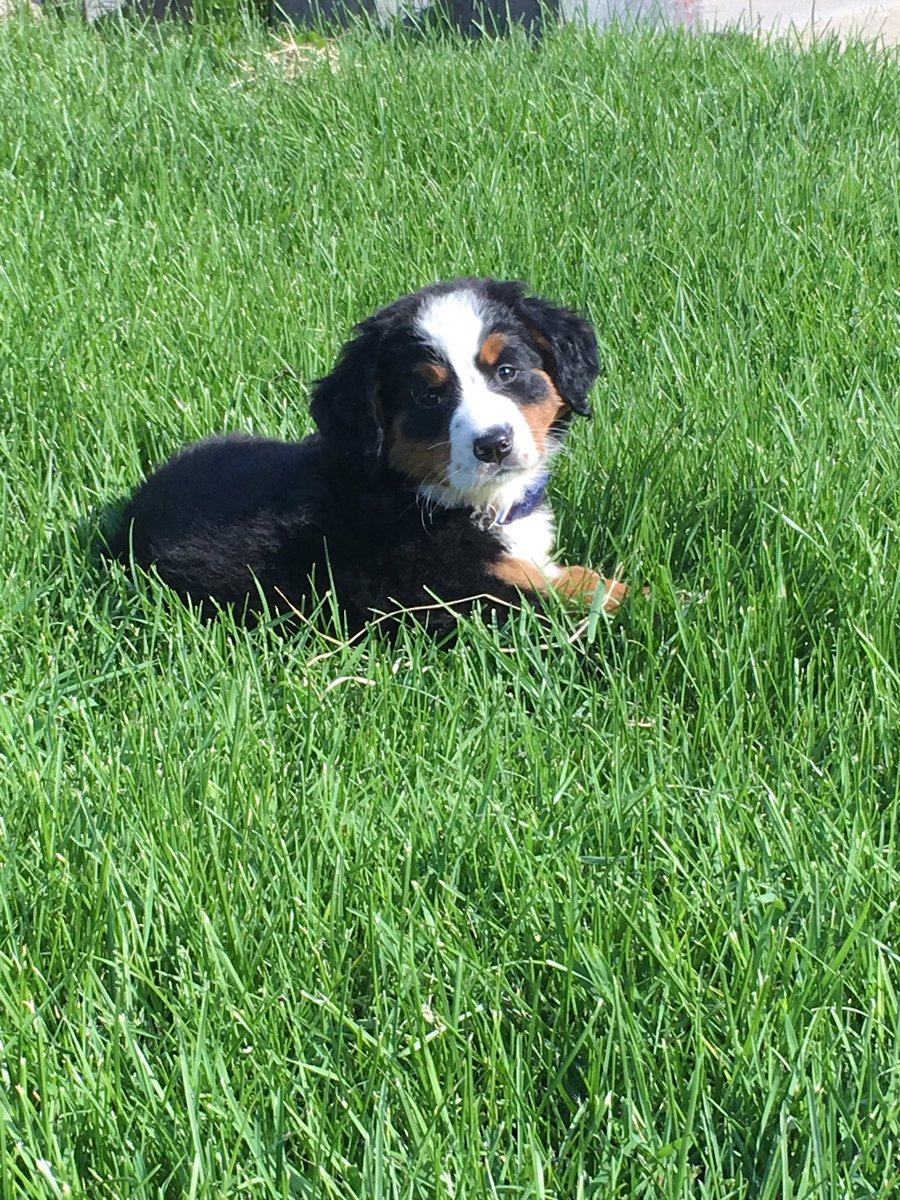 Bentley the Bernese!! We love her already!! ❤️