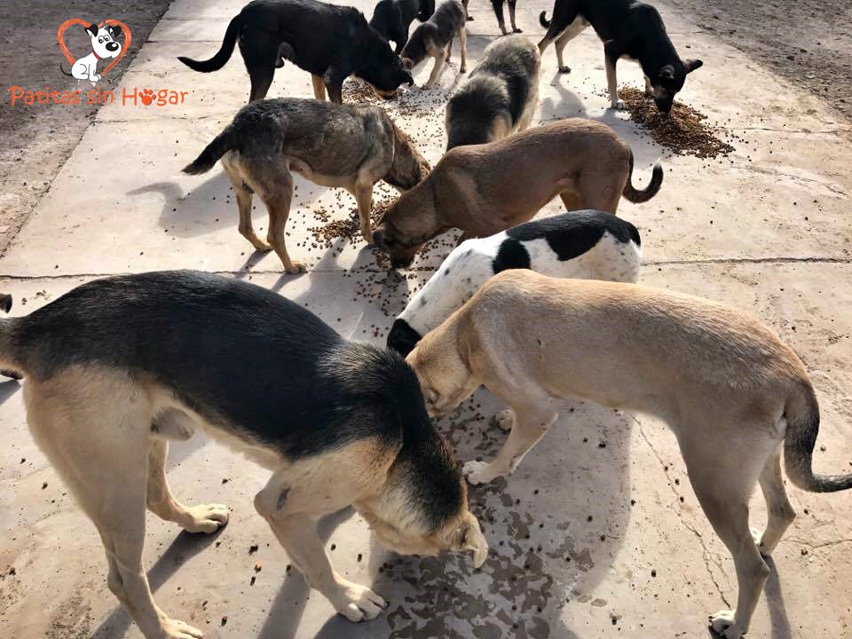 FundPatitas's tweet photo. Nos ayudás con alimento? BBVA Francés
n° cuenta: 20-471-000859/6
CBU: 01704710-20000000085960
comunicate con Carolina Castro: 264-4597940 https://t.co/mY6e1oFmVx