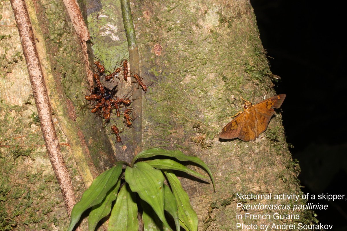 We finally found direct evidence that some skipper butterflies are indeed nocturnal

bit.ly/2tO5kur

#UFbugs