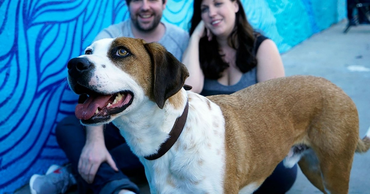 Dog Stuck In Shelter For Over A Year Gets Adopted To Play The Star Role In A New TV Series - bit.ly/2tKpJAA #AdoptADog #Dogs