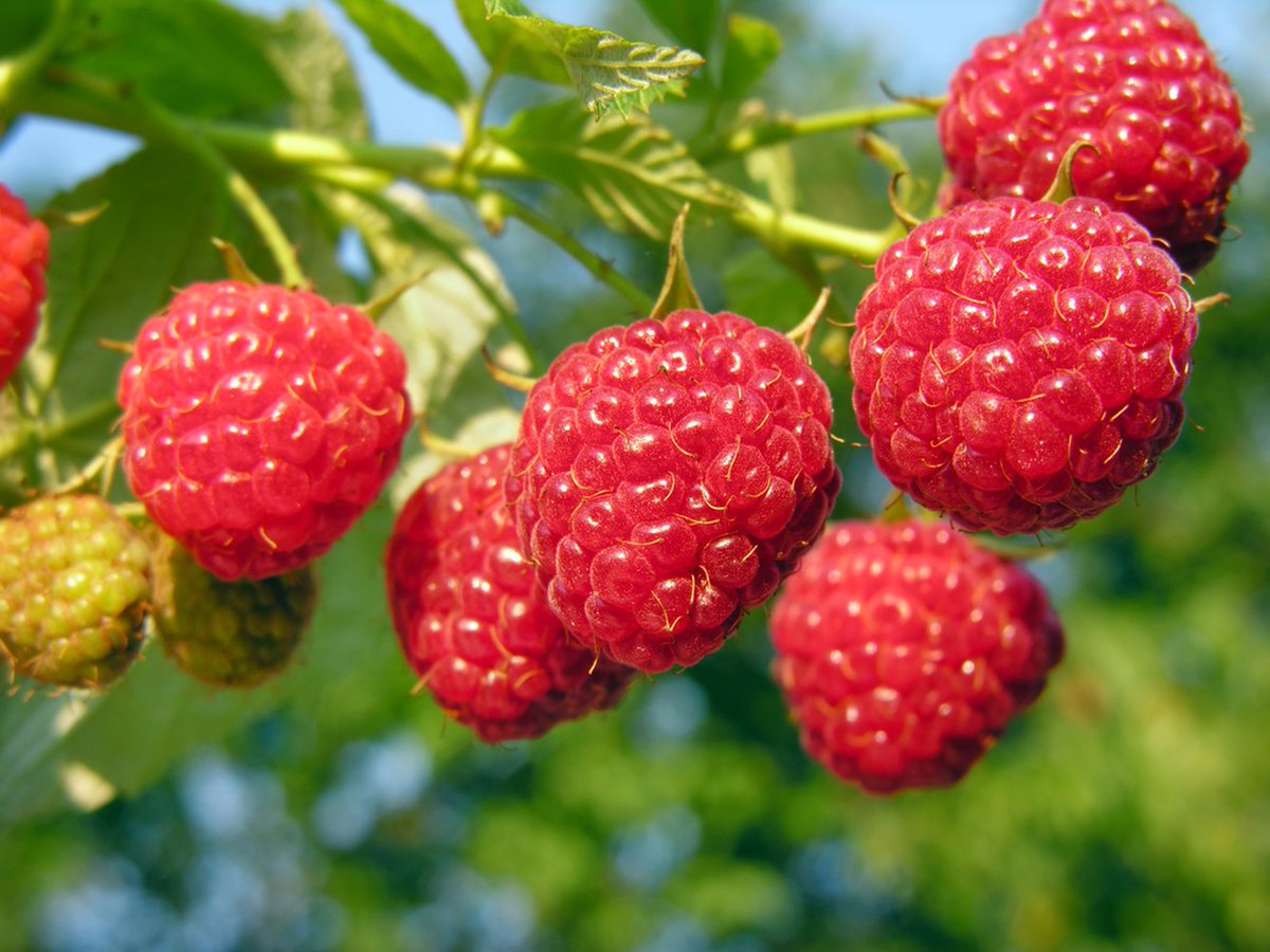 LiveSciHealth's tweet photo. What is Raspberry Ketone? Well, it's not only found in Raspberries. #RaspberryKetone https://t.co/YvZBti5wpi https://t.co/pJgX086JNx
