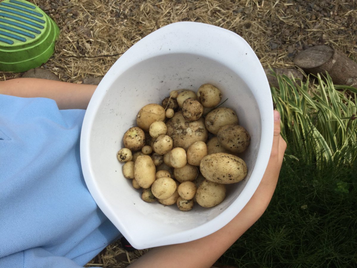 RHET_Lothian's tweet photo. P6 from St Mary's in Bonnyrigg win the Super Sonic Spuds trophy - 800g of tatties in their pot! @TheRHET @DPGEastLothian @Scotmid https://t.co/R5y95kGjLn