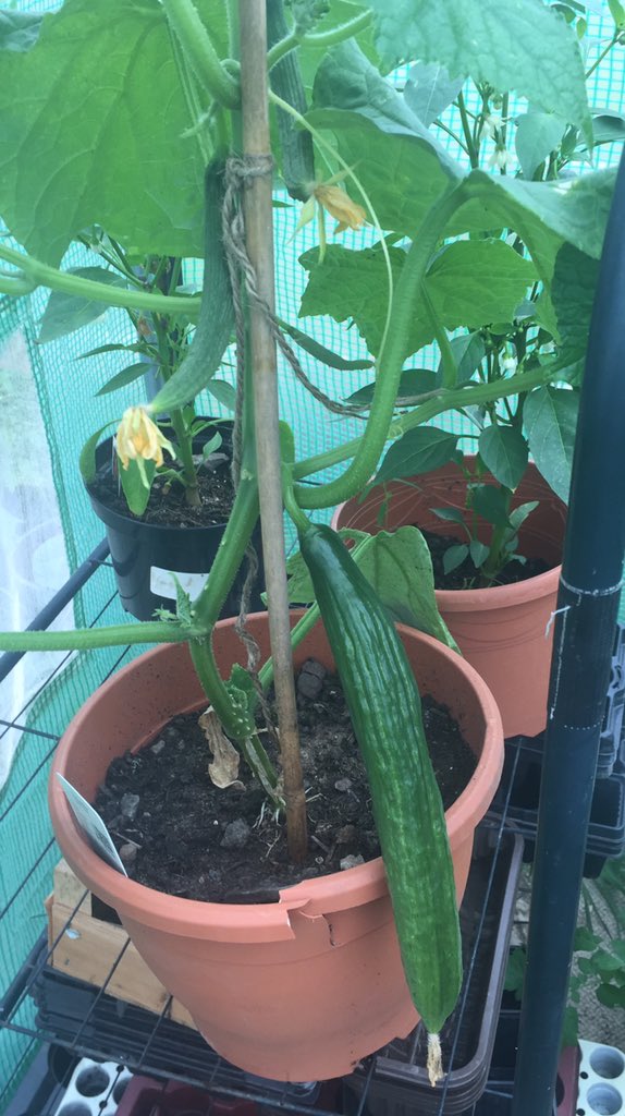 Ted's Homestead tweet media