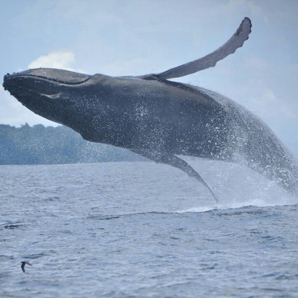 crteenamora's tweet photo. Las #ballenas #están por #llegar al #Parque #Marino #Ballena #prepárate este #verano para #verlas https://t.co/cWtEzHWEuz