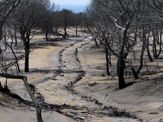 JAyusoMolina's tweet photo. Doñana... No hay palabras. Las fotos hablan por sí solas.
#IFDoñana #IFMoguer #IFMazagón #DoñanaArde #Doñana #DonanaNoSeToca https://t.co/Iw0qwxkmhR