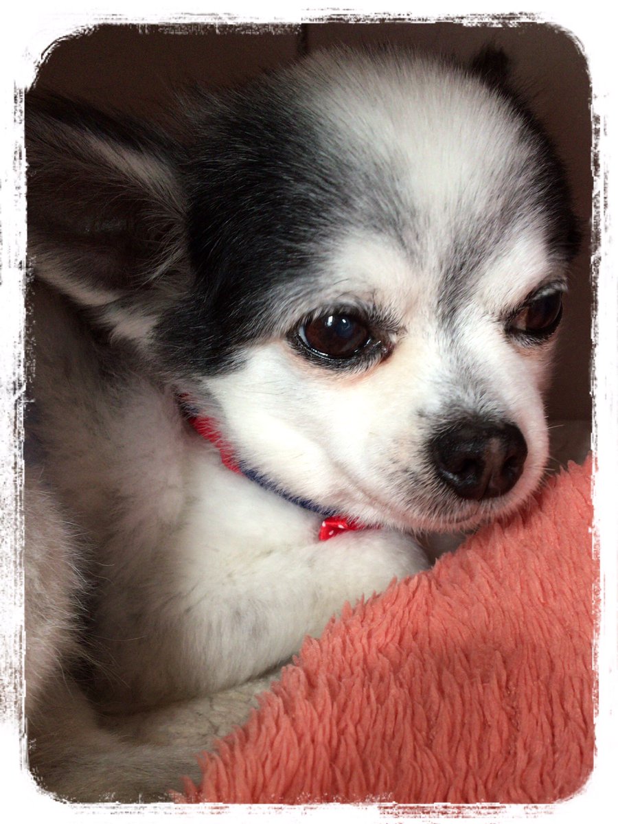 NICOPICO2525's tweet photo. おはようございます(๑•∨︎•๑)
最近 冬と違って早起きのニコピコ🐶🐶 
外が明るいからか？勝手に起きて部屋をウロウロしています🐾
でもお散歩の支度するよ〜！って言うと寝たふりする二人…(」°ﾛ°)｣ｵｰｲ!!

NICO☆PICO https://t.co/ErEw03i1Wr