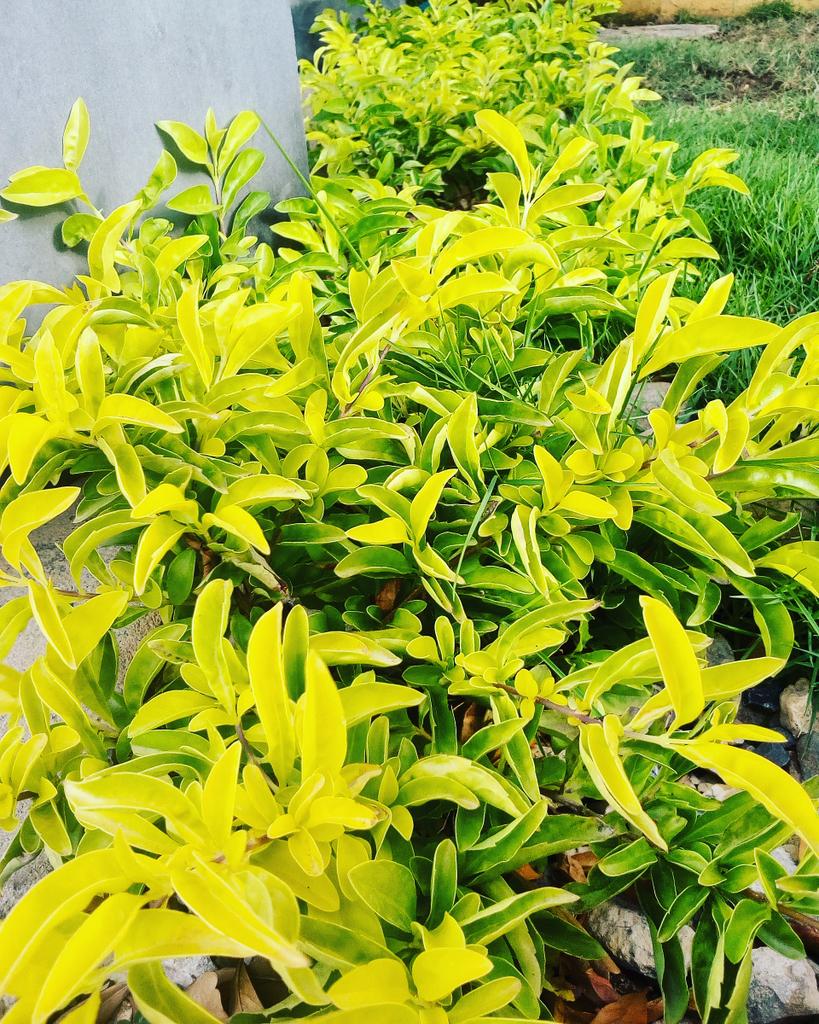 El color de la vida siempre va a ser el verde! Si quieres ver tu ciudad verde debes trabajar por ello #SomosRecicladores #Barranquilla