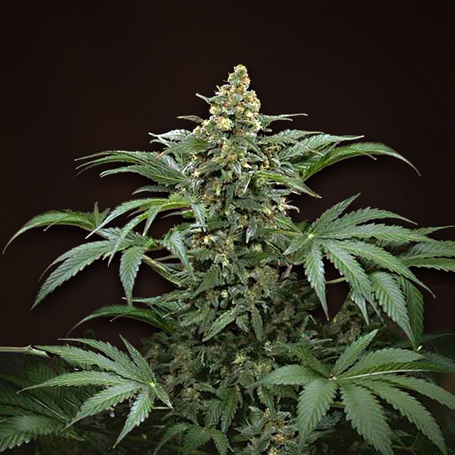 Картинка всех видов конопли некроз листьев марихуаны