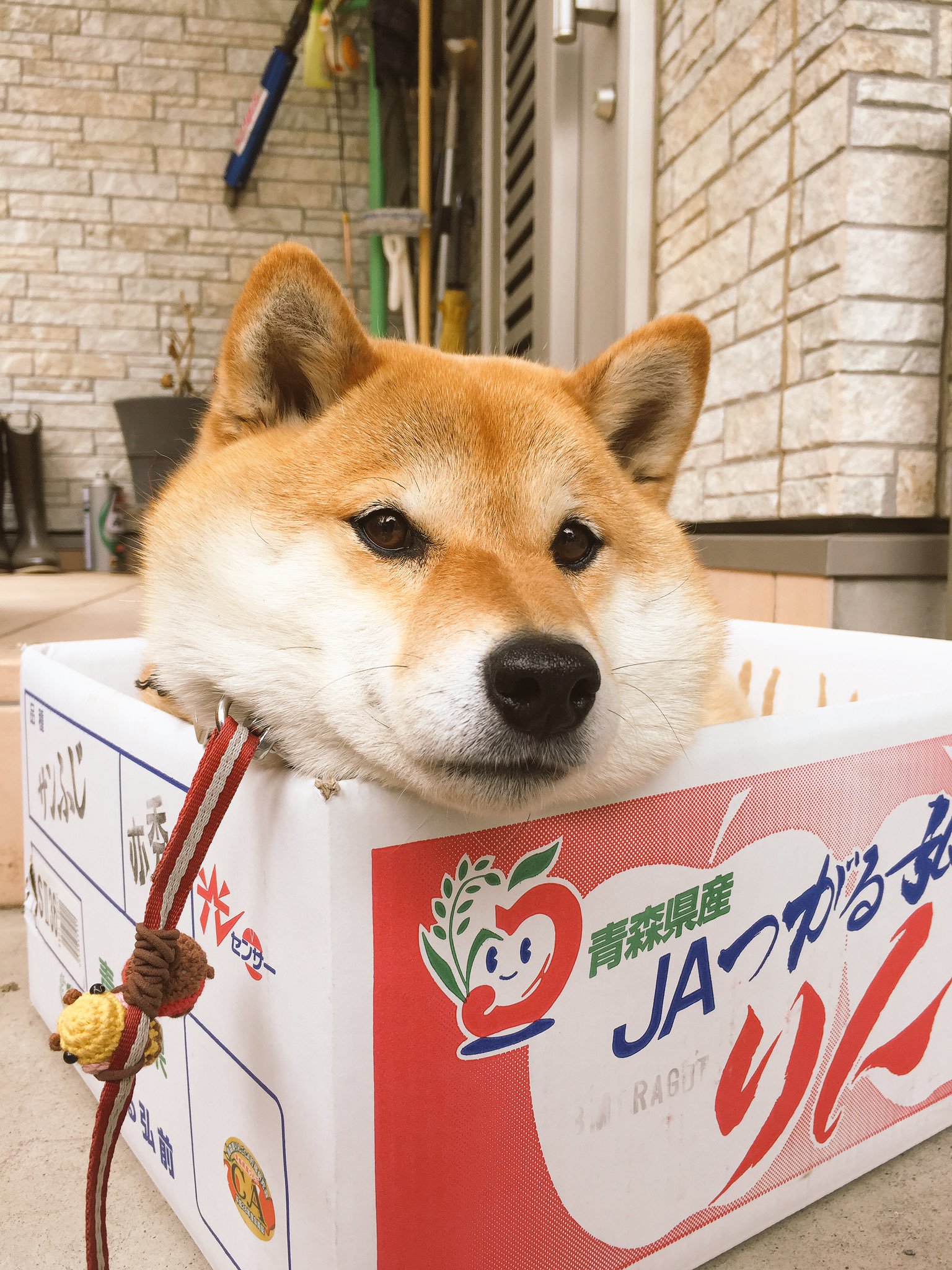 見てて癒される犬画像 動画 Dogvideo Gensen Twitter