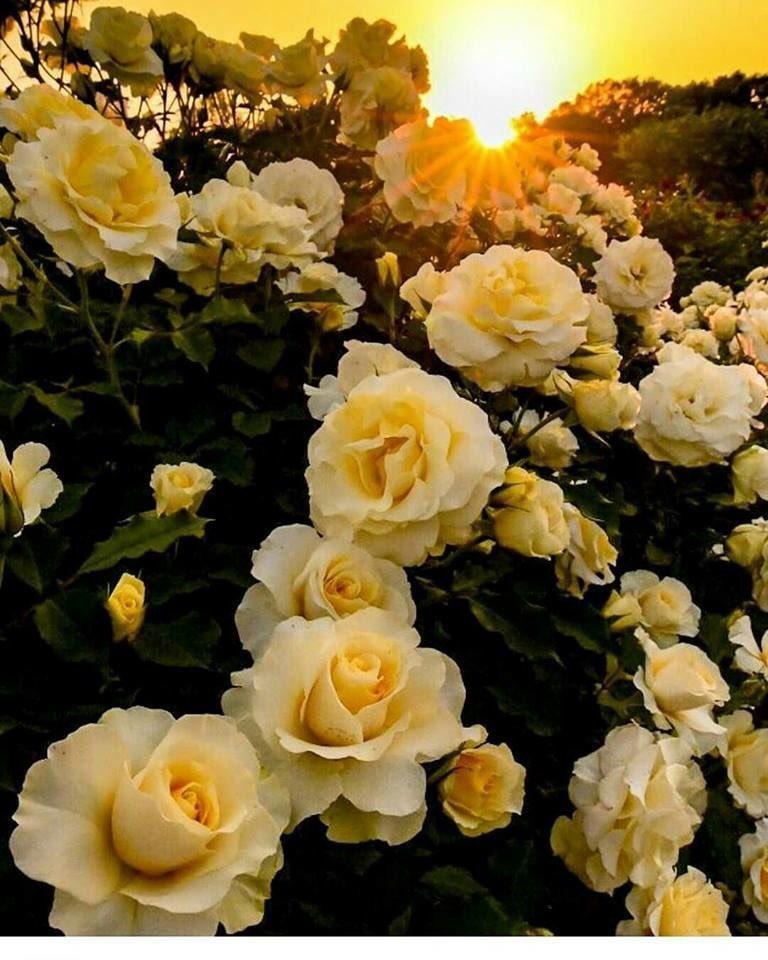 gemin0614's tweet photo. 素敵な1日になりますように #2cellos #celloverse
https://t.co/JRGMRG62ES https://t.co/z9lJlqbxFS