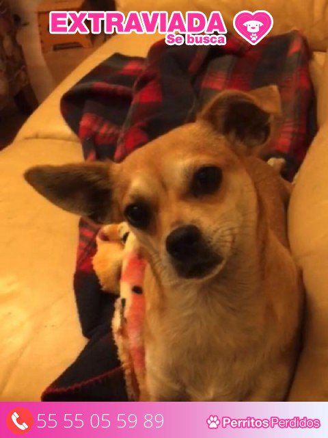 PPerdidosORG's tweet photo. #DistritoFederal #Perdido en Benito Juarez (Narvarte).  Nombre: Alma - Sexo: Hembra - Raza: Chihuahua - Teléfono: 55 55 05 59 89 https://t.co/PP7Vh37mYa