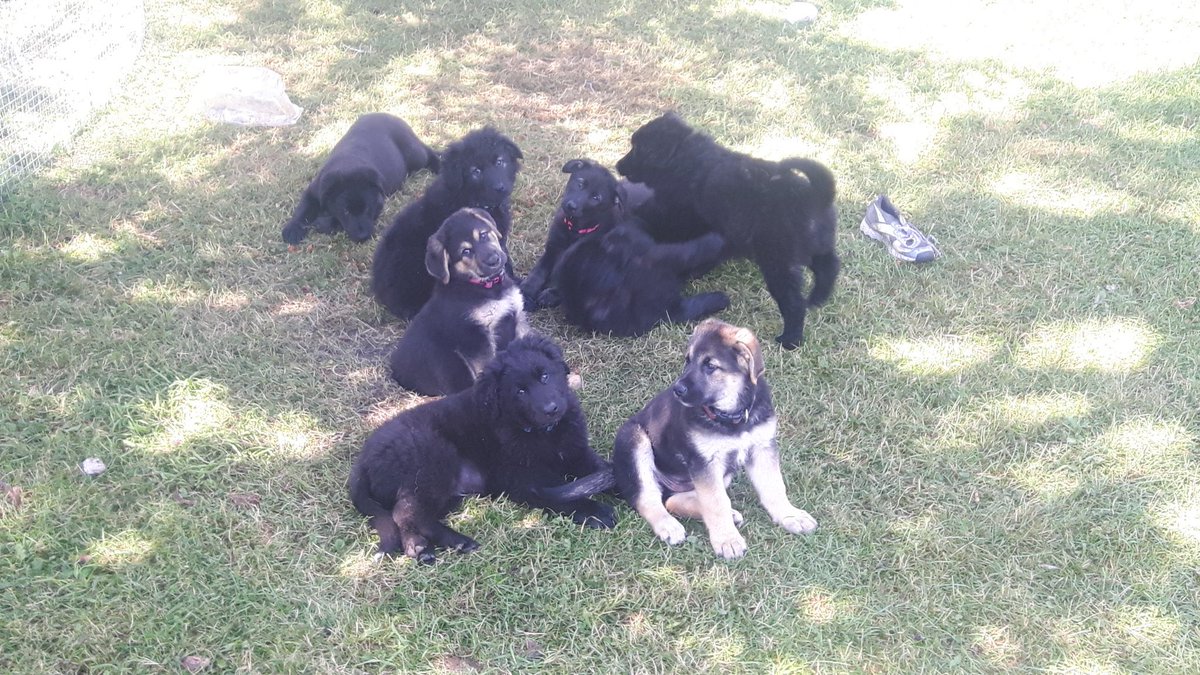 We have a few extra puppies...Mom is German Shepherd and dad is pb Kuvasz Sheep dog. Would make great farm dogs.DM me for more info