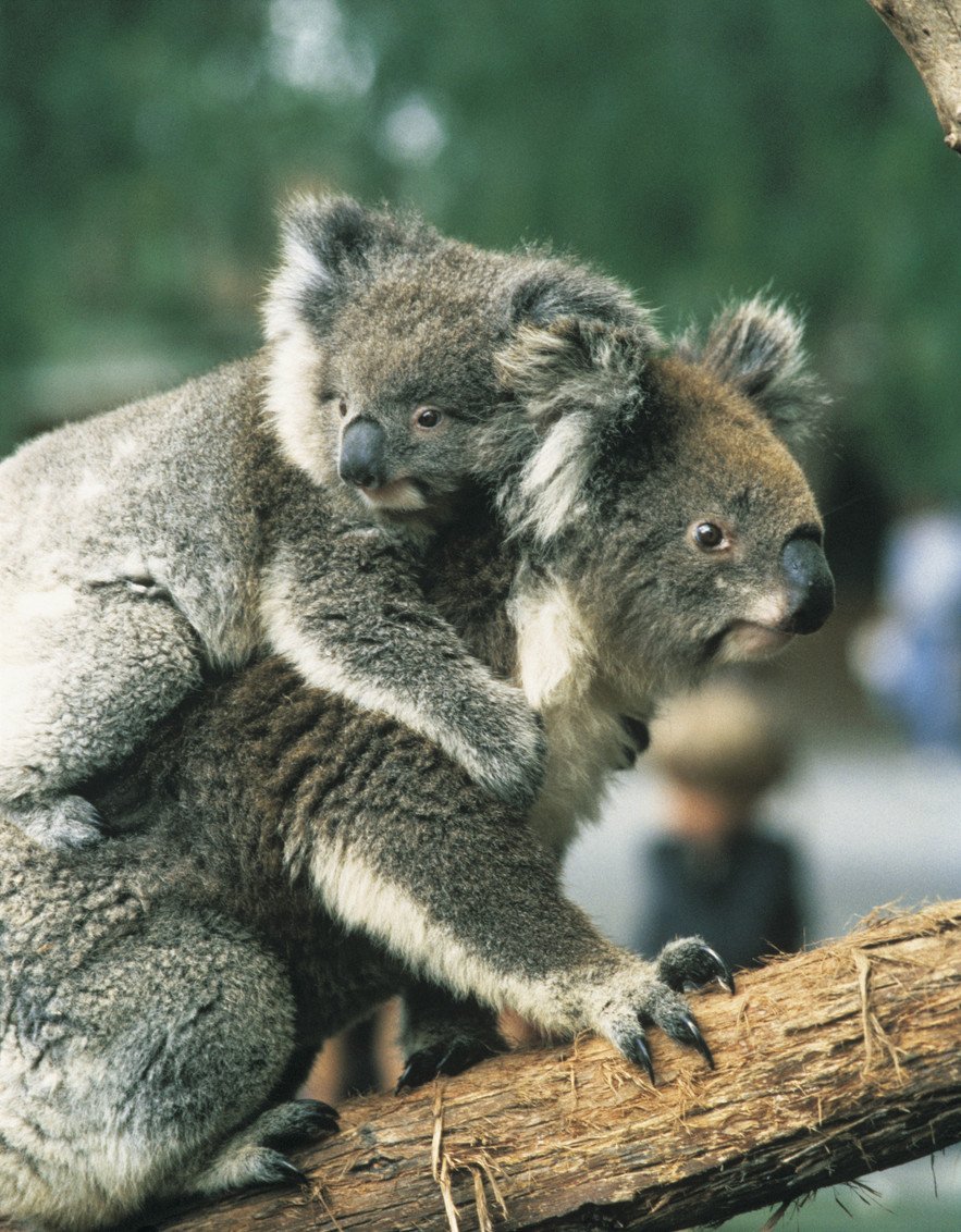Melbourne's tweet photo. Waddle you know, koala-ty experiences are everywhere in Victoria. And they're dolphinately worth it https://t.co/ulc6q0GYXW #wandervictoria https://t.co/EGWy6VPZof