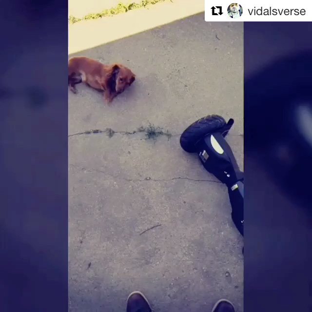 SwagTronUSA's tweet photo. #Repost @vidalsverse ・・・ Got a #PersonalMobilityDevice, lol! #SwagtronT6, all terrain. Scarlett tried jumping on it with me, which would hav https://t.co/CldKN43ZLi