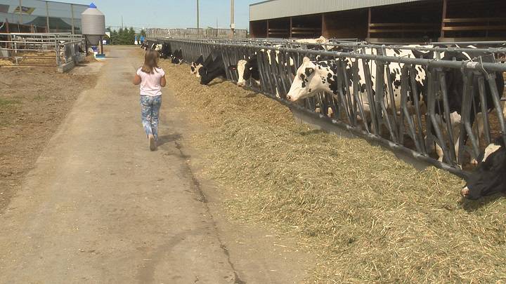 Global Calgary On Twitter Southern Alberta Dairy Farm Opens Its