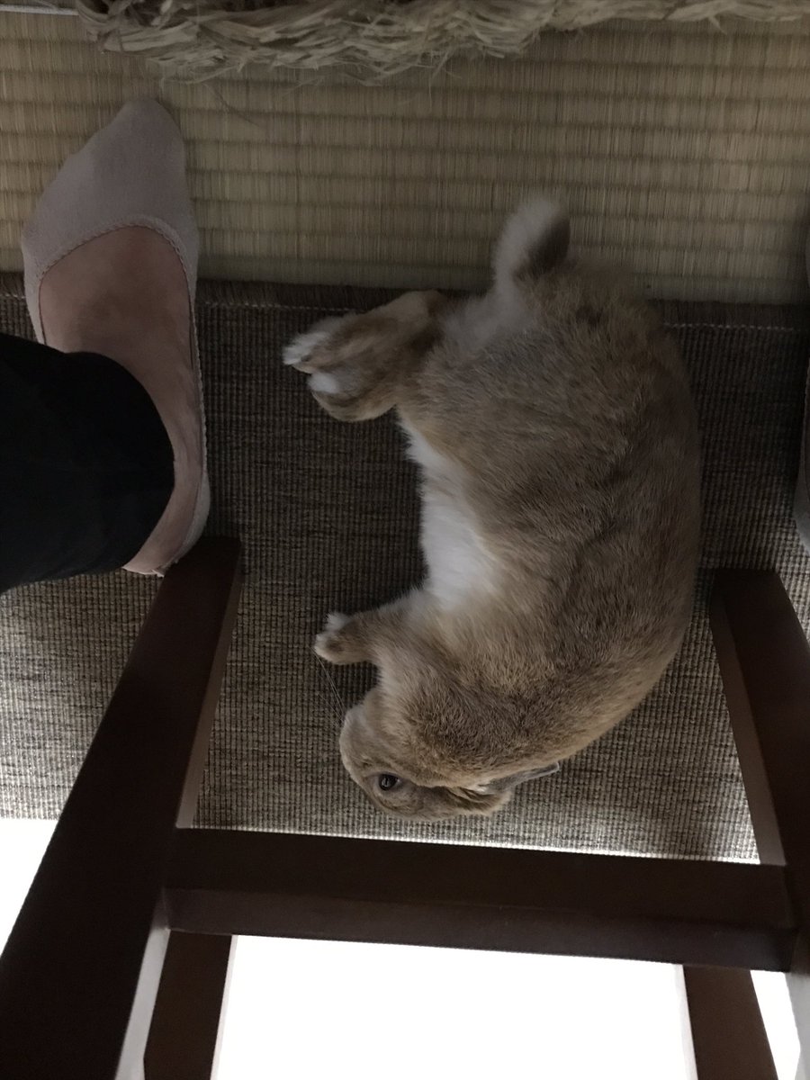うさぎ Usagiusagi0607 Twitter