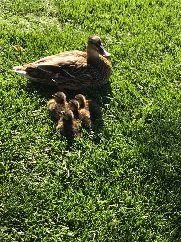 ThinkFiends's tweet image. Best sight in Disneyland today