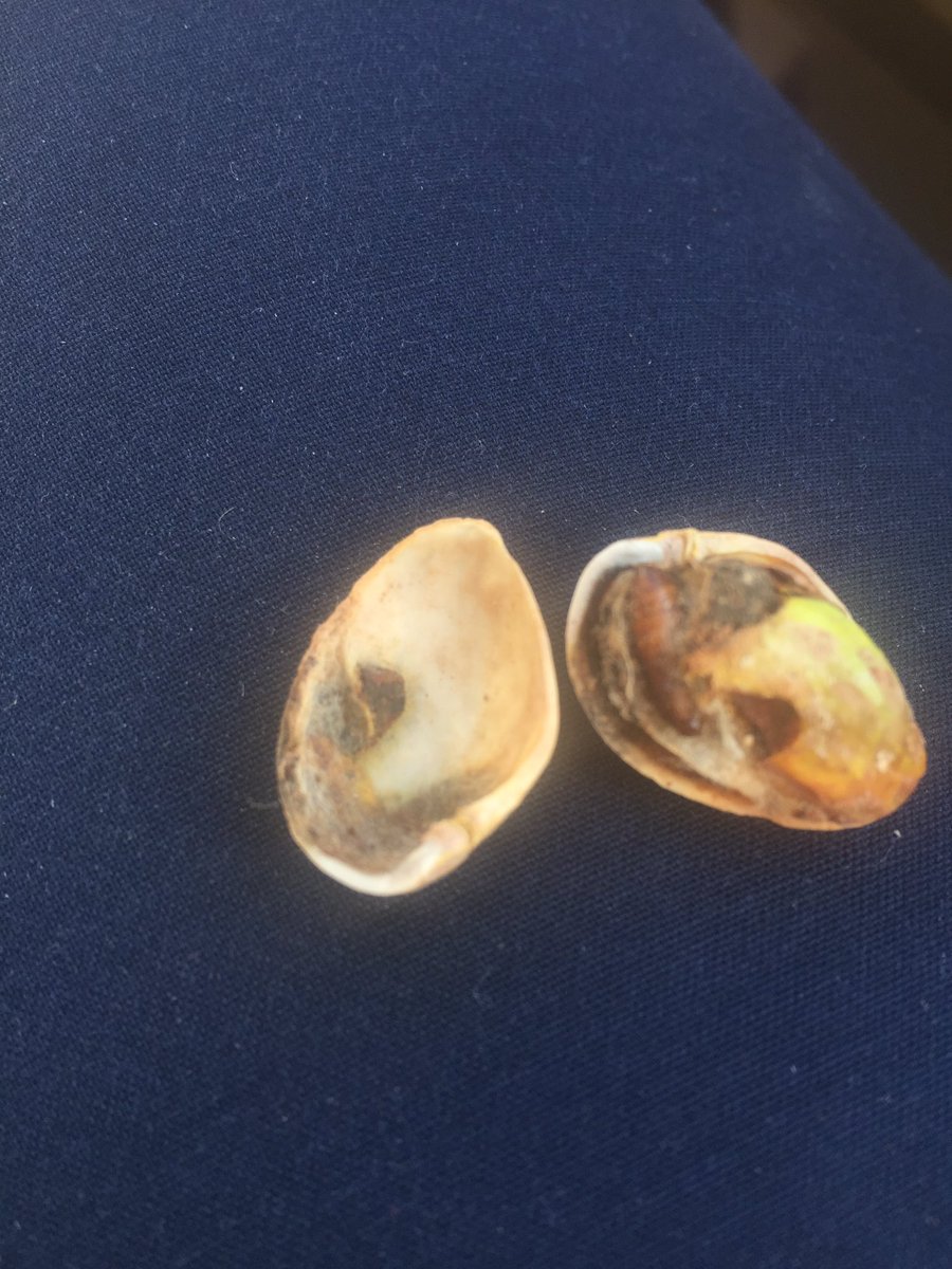 SASilverLining's tweet photo. Mmm just what I like, Kirkland pistachio with a side of rotting worm! Thanks, @Costco looks delicious!!! #gross #wormsinfood https://t.co/elrJdwUJwS